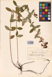 Hypericum hirsutum L., Eastern Europe, Middle Volga region (E8) (Russia)