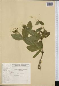 Lonicera periclymenum L., Western Europe (EUR) (Denmark)