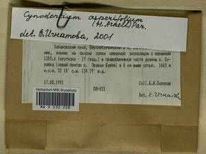 Cynodontium asperifolium (Lindb. ex Arnell) Paris, Bryophytes, Bryophytes - Russian Far East (excl. Chukotka & Kamchatka) (B20) (Russia)