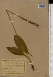 Platanthera bifolia (L.) Rich., Eastern Europe, Central region (E4) (Russia)