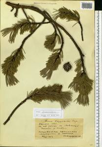 Pinus sylvestris var. sylvestris, Eastern Europe, Northern region (E1) (Russia)