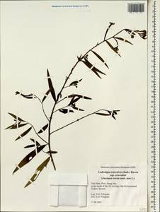 Ludwigia octovalvis (Jacq.) P. H. Raven, South Asia, South Asia (Asia outside ex-Soviet states and Mongolia) (ASIA) (Vietnam)