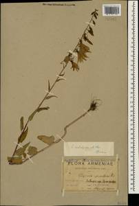 Campanula rapunculoides L., Caucasus, Armenia (K5) (Armenia)