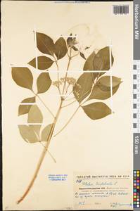 Ptelea trifoliata L., Eastern Europe, North Ukrainian region (E11) (Ukraine)