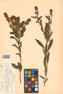 Spiraea salicifolia L., Siberia, Russian Far East (S6) (Russia)