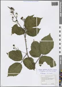 Rubus procerus P. J. Müll. ex Boulay, Eastern Europe, Moscow region (E4a) (Russia)
