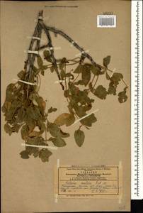 Pistacia atlantica Desf., Caucasus, Armenia (K5) (Armenia)