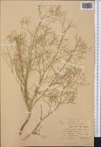 Gypsophila diffusa Fisch. & C. A. Mey. ex Rupr., Middle Asia, Karakum (M6) (Turkmenistan)