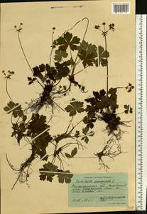 Sanicula europaea L., Eastern Europe, West Ukrainian region (E13) (Ukraine)