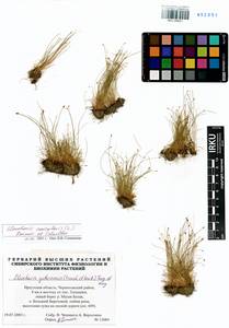 Eleocharis acicularis (L.) Roem. & Schult., Siberia, Baikal & Transbaikal region (S4) (Russia)