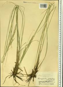 Neotrinia splendens (Trin.) M.Nobis, P.D.Gudkova & A.Nowak, Siberia, Altai & Sayany Mountains (S2) (Russia)