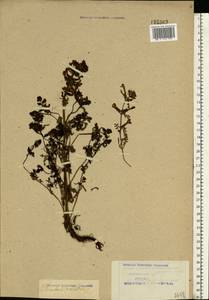 Pedicularis palustris L., Eastern Europe, Northern region (E1) (Russia)