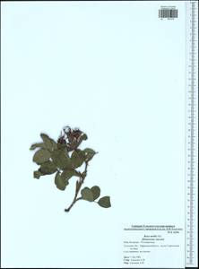 Rosa tomentosa Sm., Eastern Europe, Central region (E4) (Russia)