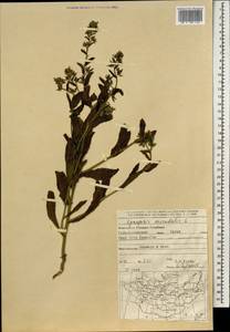 Lycopsis arvensis subsp. orientalis (L.) Kuzn., Mongolia (MONG) (Mongolia)
