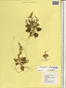 Oxybasis chenopodioides (L.) S. Fuentes, Uotila & Borsch, Eastern Europe, Lower Volga region (E9) (Russia)