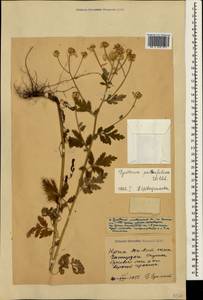 Tanacetum partheniifolium (Willd.) Sch. Bip., Crimea (KRYM) (Russia)