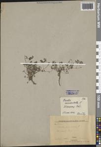 Oxalis corniculata L., Middle Asia, Syr-Darian deserts & Kyzylkum (M7)