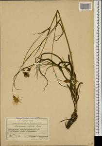 Pseudopodospermum tauricum (M. Bieb.) Vasjukov & Saksonov, Caucasus, Black Sea Shore (from Novorossiysk to Adler) (K3) (Russia)
