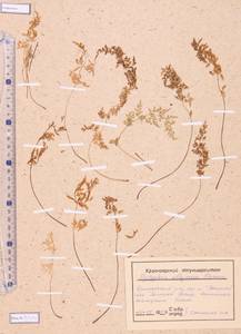 Athyrium monomachii (Kom.) Kom., Siberia, Altai & Sayany Mountains (S2) (Russia)