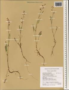 Rumex cyprius Murb., South Asia, South Asia (Asia outside ex-Soviet states and Mongolia) (ASIA) (Cyprus)