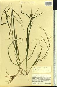 Carex mollissima Christ ex Scheutz, Siberia, Russian Far East (S6) (Russia)