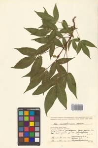 Acer mandshuricum Maxim., Siberia, Russian Far East (S6) (Russia)
