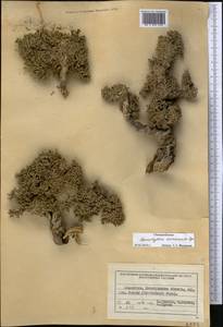 Nanophyton erinaceum (Pall.) Bunge, Middle Asia, Northern & Central Tian Shan (M4) (Kazakhstan)