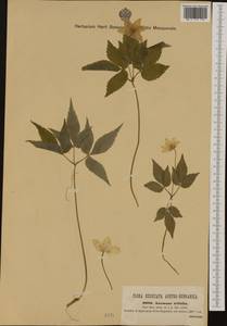 Anemone trifolia L., Western Europe (EUR) (Austria)