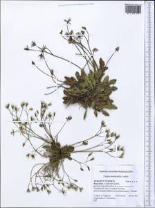 Crepis multicaulis Ledeb., Middle Asia, Pamir & Pamiro-Alai (M2) (Kyrgyzstan)