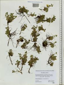 Potentilla acaulis L., Siberia, Baikal & Transbaikal region (S4) (Russia)