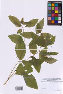 Impatiens noli-tangere L., Eastern Europe, Moscow region (E4a) (Russia)