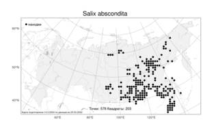 Salix abscondita Laksch., Atlas of the Russian Flora (FLORUS) (Russia)