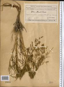 Artemisia arenaria DC., Middle Asia, Muyunkumy, Balkhash & Betpak-Dala (M9) (Kazakhstan)