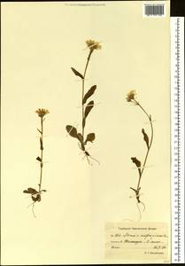 Tephroseris subfrigida (Kom.) Holub, Siberia, Chukotka & Kamchatka (S7) (Russia)