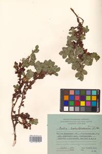Salix berberifolia subsp. kamtschatica A. K. Skvortsov, Siberia, Chukotka & Kamchatka (S7) (Russia)