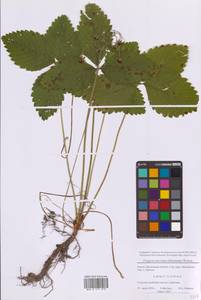 Fragaria moschata Duchesne, Eastern Europe, Moscow region (E4a) (Russia)
