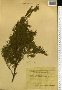 Juniperus sabina L., Eastern Europe, Middle Volga region (E8) (Russia)