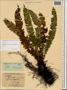 Polystichum lonchitis (L.) Roth, Caucasus, North Ossetia, Ingushetia & Chechnya (K1c) (Russia)