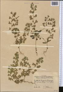Veronica cardiocarpa, Middle Asia, Western Tian Shan & Karatau (M3) (Uzbekistan)