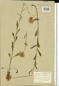 Leucanthemum vulgare Lam., Eastern Europe, Belarus (E3a) (Belarus)