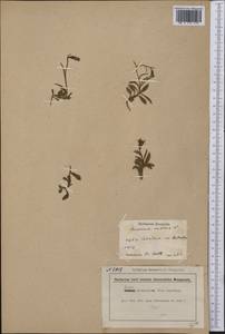 Melanocalyx uniflora (L.) Morin, America (AMER) (Not classified)