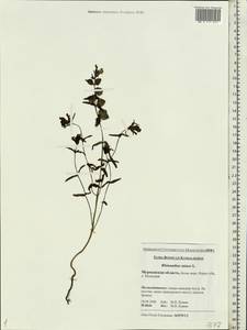 Rhinanthus minor L., Eastern Europe, Northern region (E1) (Russia)