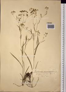 Bupleurum scorzonerifolium Willd., Siberia, Baikal & Transbaikal region (S4) (Russia)
