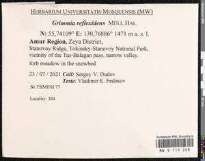 Grimmia reflexidens Müll. Hal., Bryophytes, Bryophytes - Russian Far East (excl. Chukotka & Kamchatka) (B20) (Russia)