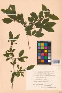 Lonicera nigra L., Eastern Europe, West Ukrainian region (E13) (Ukraine)