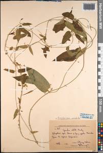 Vincetoxicum volubile Maxim., Siberia, Russian Far East (S6) (Russia)