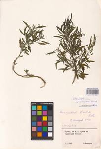 Chenopodium acuminatum Willd., Eastern Europe, Lithuania (E2a) (Lithuania)