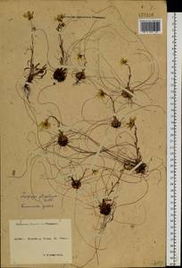 Saxifraga flagellaris Sternb. & Willd., Siberia, Yakutia (S5) (Russia)