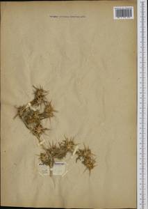 Centaurea calcitrapa L., Western Europe (EUR) (France)