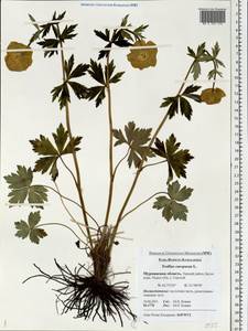 Trollius europaeus L., Eastern Europe, Northern region (E1) (Russia)